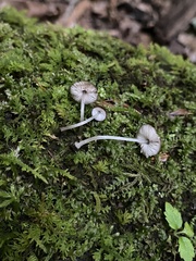 Pluteus seticeps