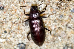 Strongylium terminatum