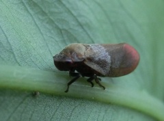Eoscarta