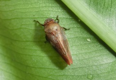 Eoscarta