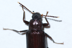 Strongylium terminatum