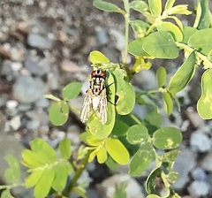 Calyptratae