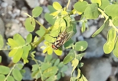 Calyptratae