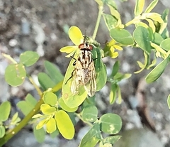 Calyptratae