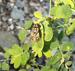 Calyptratae