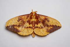 Eacles imperialis