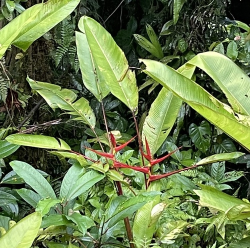 Heliconia sarapiquensis (Heliconia sarapiquensis)