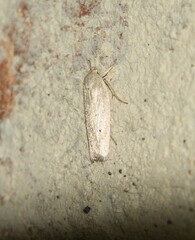 Gonioterma mistrella