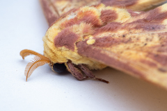 Eacles imperialis