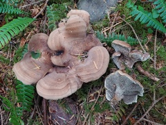 Sarcodon stereosarcinon