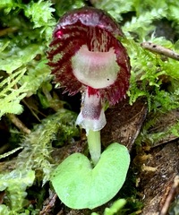 Corybas diemenicus