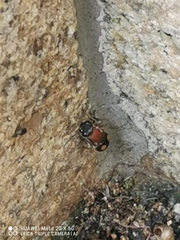 Trogaspidiini