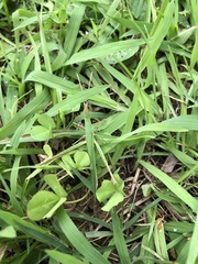 Acrida cinerea