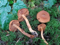 Cortinarius rubellus