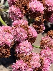 Eriogonum grande