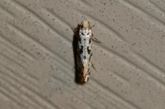 Nemapogon variatella