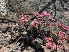 Eriogonum grande