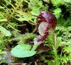 Corybas diemenicus