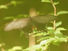 Papilio demetrius demetrius