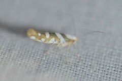 Argyresthia calliphanes