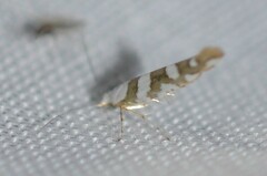 Argyresthia calliphanes