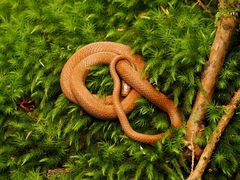 Euprepiophis conspicillata