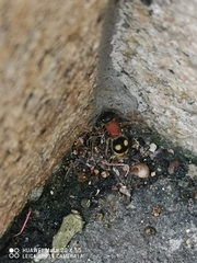 Trogaspidiini