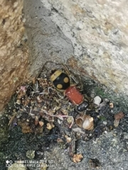 Trogaspidiini