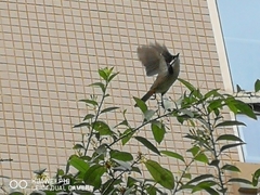 Pycnonotus jocosus