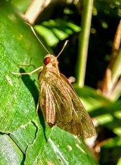 Erionota torus