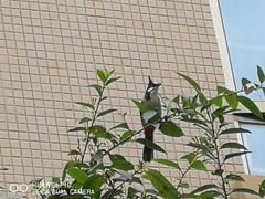 Pycnonotus jocosus