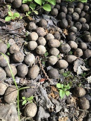 Cervus canadensis canadensis