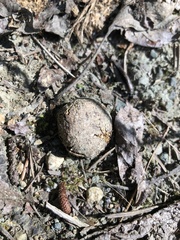 Cervus canadensis canadensis