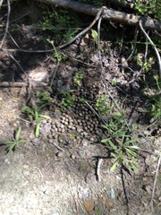 Cervus canadensis canadensis