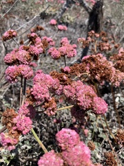 Eriogonum grande