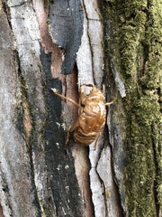 Graptopsaltria nigrofuscata