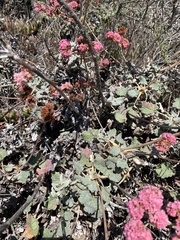 Eriogonum grande