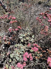 Eriogonum grande