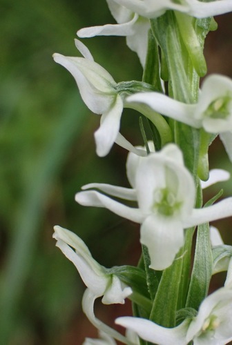 white bog orchid
