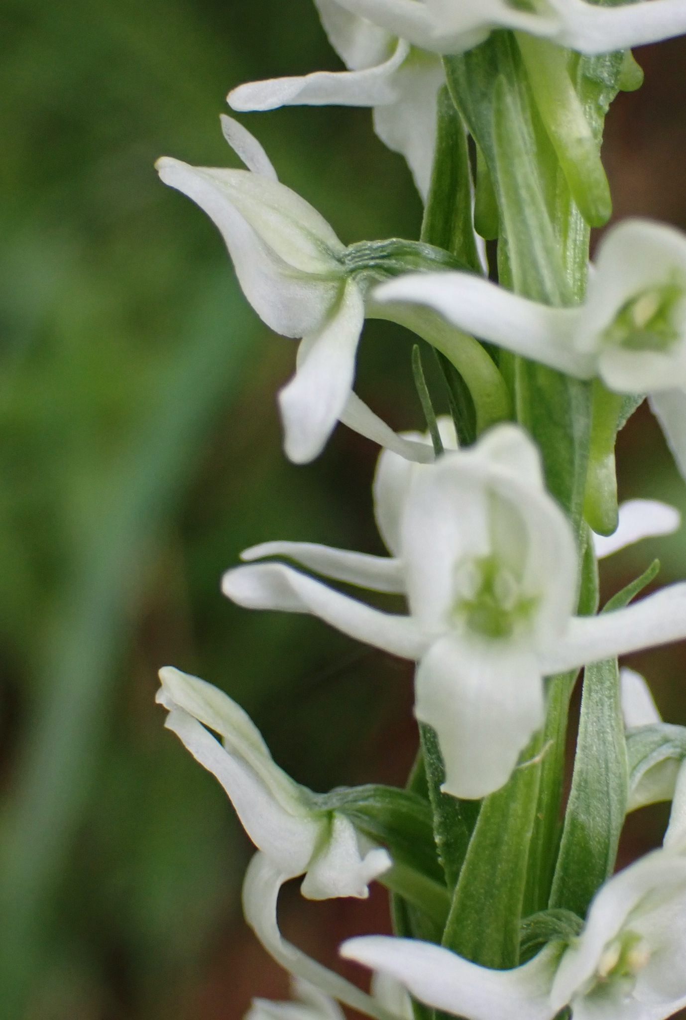 white bog orchid (Platanthera dilatata) · iNaturalist