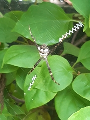 Argiope