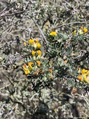 Acmispon dendroideus veatchii