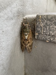 Graptopsaltria nigrofuscata