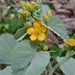 Yellow Indian Mallow - Photo (c) Joey Santore, some rights reserved (CC BY-NC), uploaded by Joey Santore