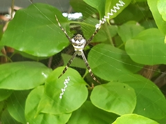 Argiope