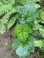 Tolmiea diplomenziesii