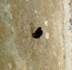 Chrysopilus basilaris