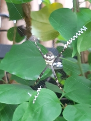 Argiope