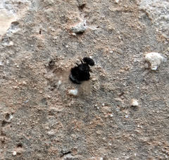 Chrysopilus basilaris
