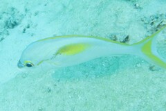 Scolopsis monogramma